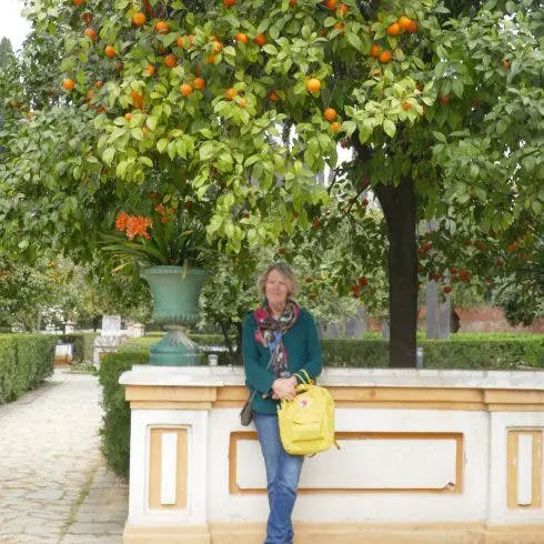Naranjo en los jardines del palacio